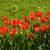 Image-square_50