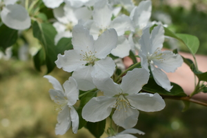 Image-preview_300x200