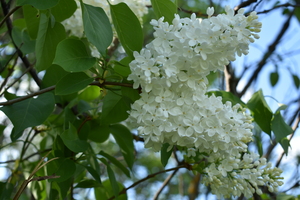Image-preview_300x200