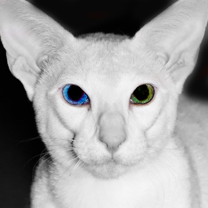 Image-normal