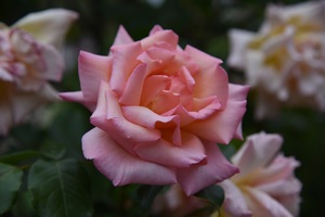Image-preview_300x200