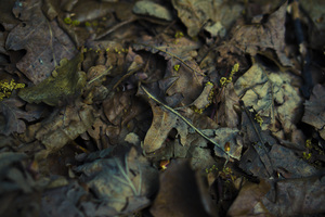 Image-preview_300x200