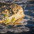 Image-square_50