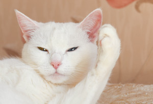 Image-preview_300x200