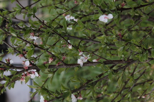 Image-preview_300x200