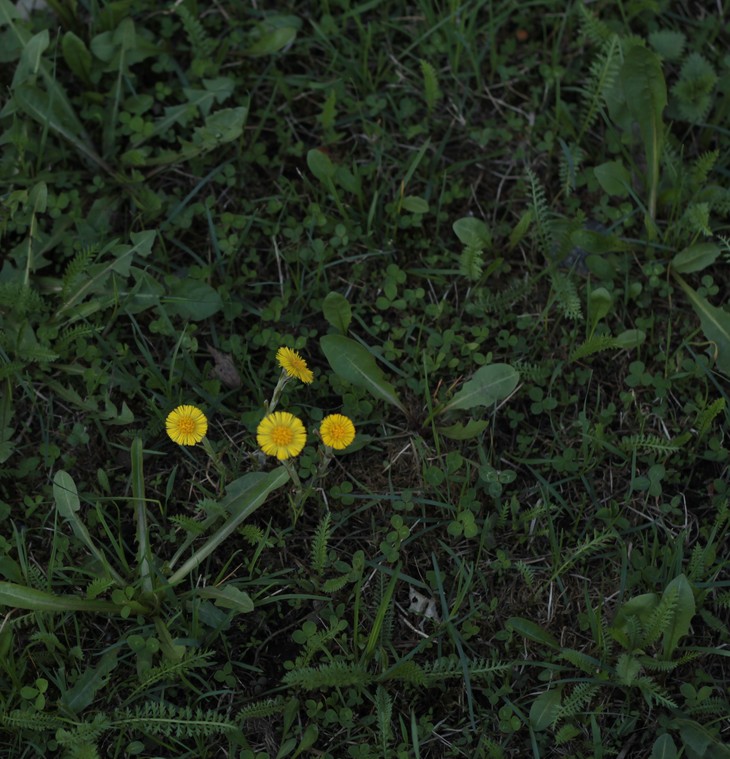Image-normal