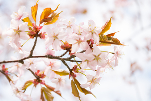 Image-preview_300x200