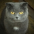 Image-square_50
