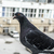 Image-square_50
