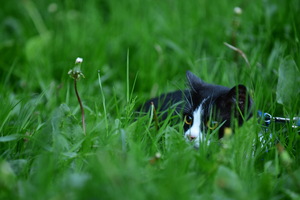 Image-preview_300x200
