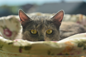 Image-preview_300x200