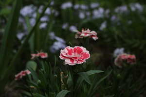 Image-preview_300x200