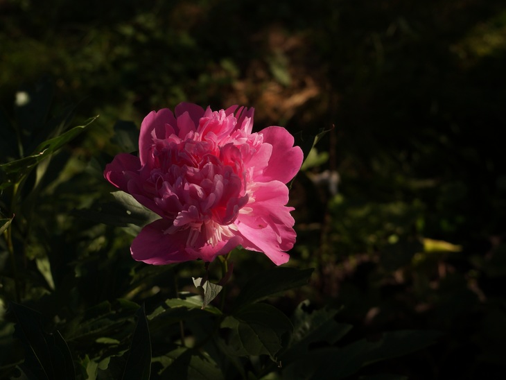 Image-normal
