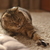 Image-square_50