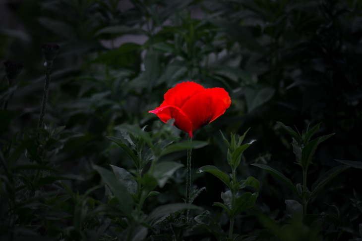 Image-normal