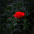 Image-square_50