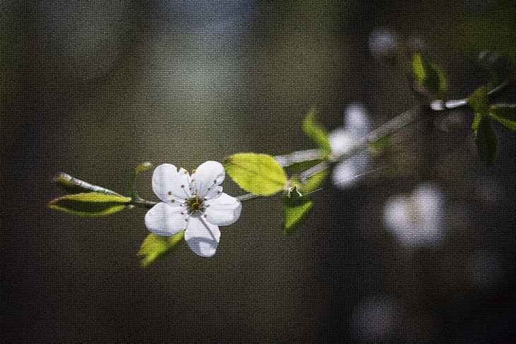 Image-normal