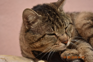 Image-preview_300x200
