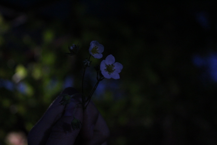 Image-normal