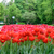 Image-square_50