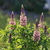 Image-square_50