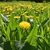 Image-square_50