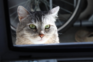 Image-preview_300x200