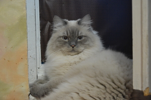 Image-preview_300x200