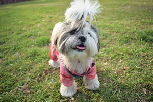 Image-preview_300x200