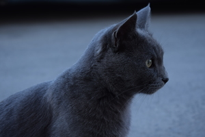 Image-preview_300x200