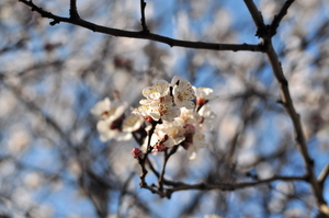 Image-preview_300x200