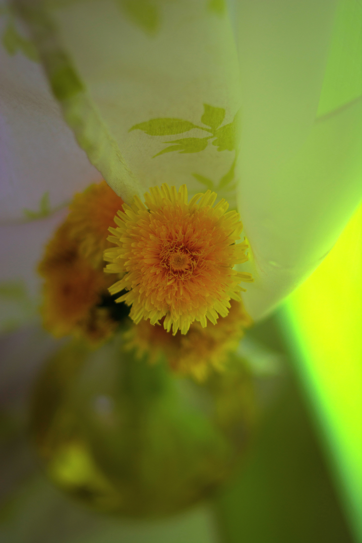 Image-normal