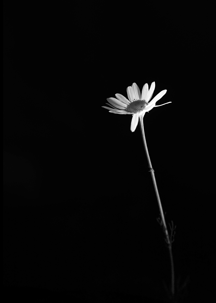 Image-normal
