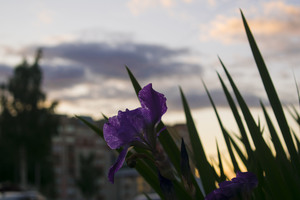 Image-preview_300x200