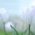 Image-square_50