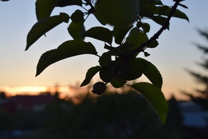 Image-preview_300x200