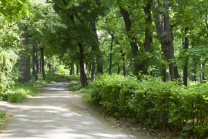 Image-preview_300x200