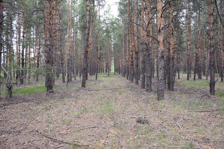 Image-normal