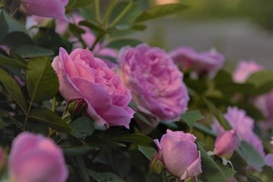 Image-preview_300x200