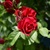 Image-square_50