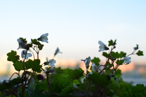 Image-preview_300x200