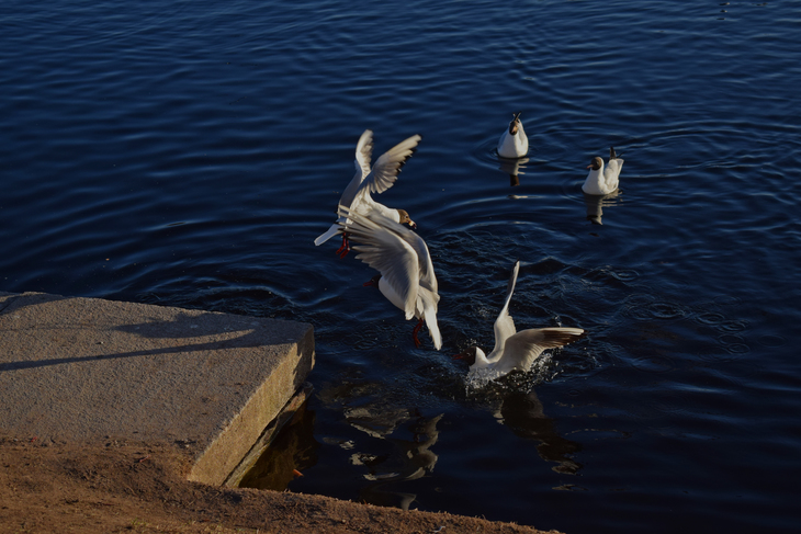 Image-normal