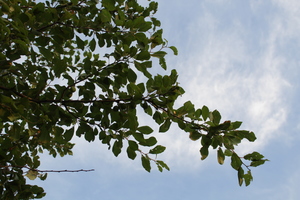 Image-preview_300x200