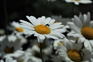 Image-preview_300x200