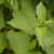Image-square_50