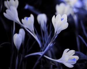 Image-preview_300x200
