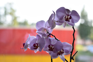 Image-preview_300x200