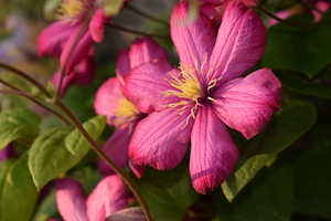 Image-preview_300x200