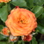 Image-square_50