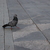Image-square_50